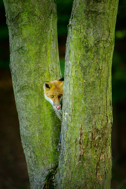 Червона лисиця лизати її приховано між двома стовбурами дерева
 - Фото, зображення