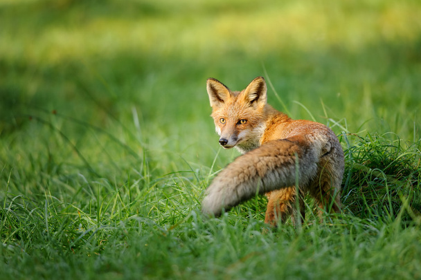 Червона лисиця дивиться за зеленою травою
 - Фото, зображення