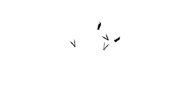 murciélagos volando
 - Metraje, vídeo