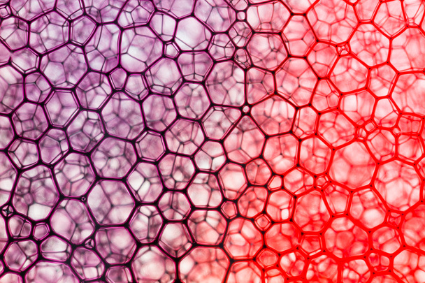 Patrón saturado púrpura y rojo
 - Foto, Imagen