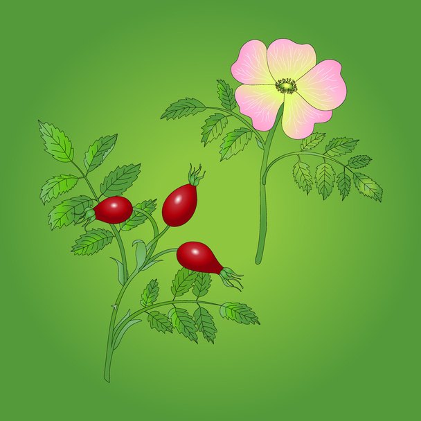 Dzika róża jagody - Wektor, obraz
