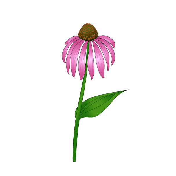 Echinacea purpurea - Διάνυσμα, εικόνα