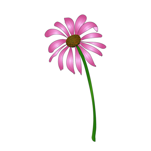Echinacea purpurea - Vettoriali, immagini