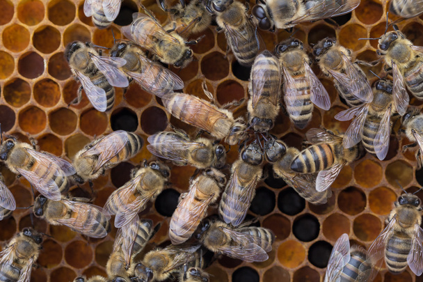 Arbeiter-Honigbienen auf Pollenflug - Foto, Bild