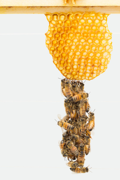 Festooning Italian honey bees - 写真・画像