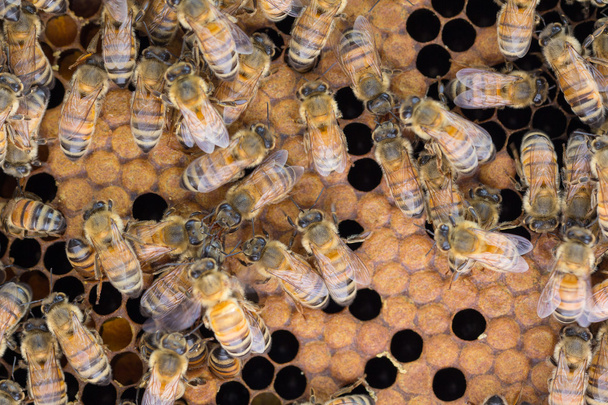 Le api si scambiano cibo e informazioni
 - Foto, immagini
