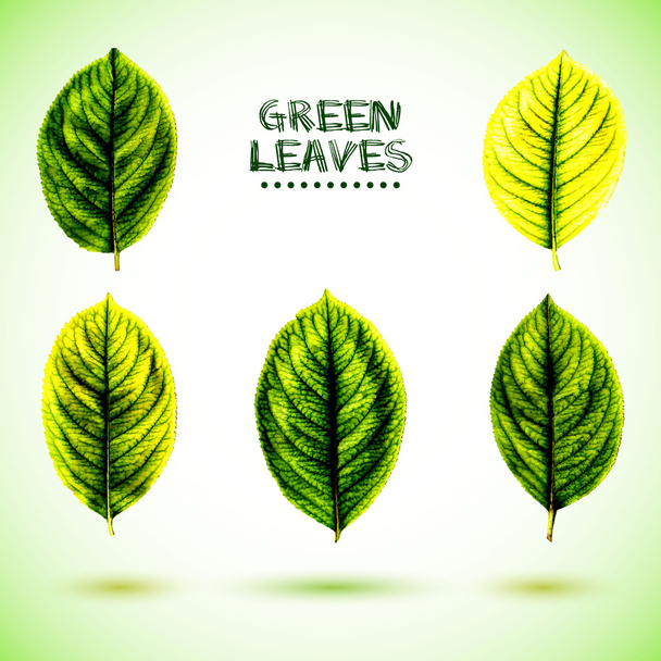 Green leaf - Vector, Imagen