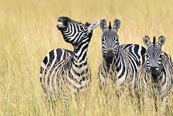 zebra nel masai mara - Foto, immagini