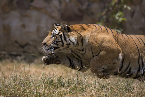 Mies aasialainen tiikeri aktiivinen
 - Valokuva, kuva