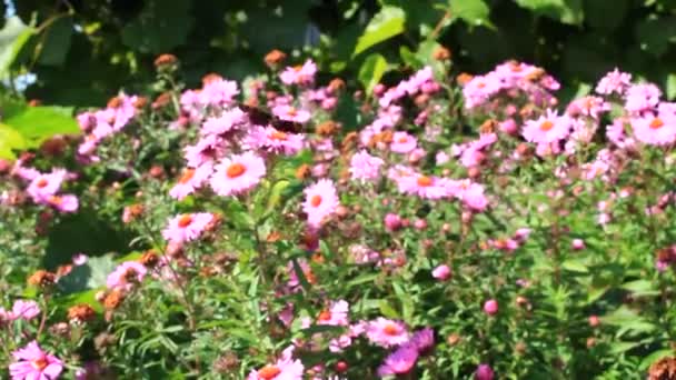 a piros őszirózsák pillangók - Felvétel, videó