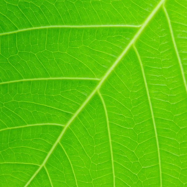 leaf tree - Foto, imagen