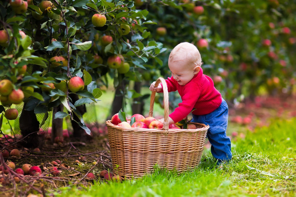 Schattige babyjongen plukken verse appels uit boom - Foto, afbeelding