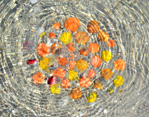 Conchas multicolores
 - Foto, imagen