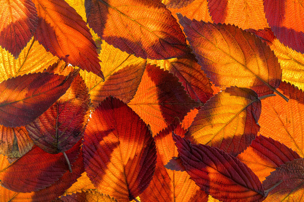Viburnum autunno fogliame sfondo
 - Foto, immagini