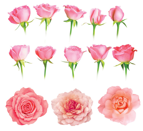Set of fresh roses isolated - Фото, зображення