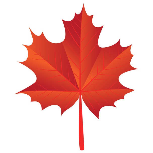 maple leaf - Vector, Image