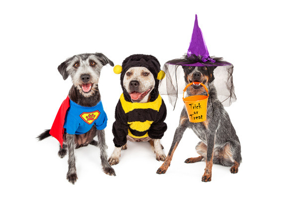 Cani carini che indossano costumi di Halloween
 - Foto, immagini