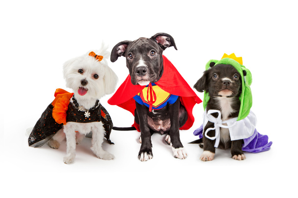 Cute Puppy Dogs Wearing Halloween Costumes - Photo, Image