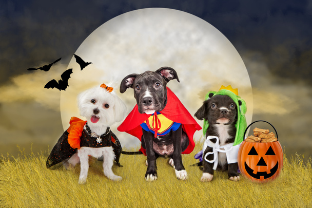 Halloween Dogs in a Field with Moon - Photo, Image