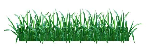 Ilustracja wektorowa z pięknej zielonej trawie - Wektor, obraz