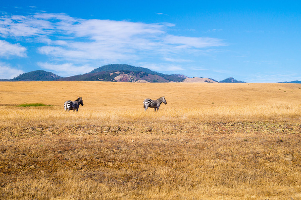 California Dreaming for two Zebra - Photo, image
