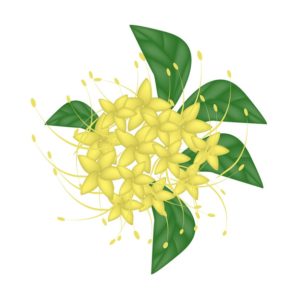 Ιτιά λουλούδι κίτρινο θάμνο ή ένα λουλούδι Combretum Erythrophyllum - Διάνυσμα, εικόνα
