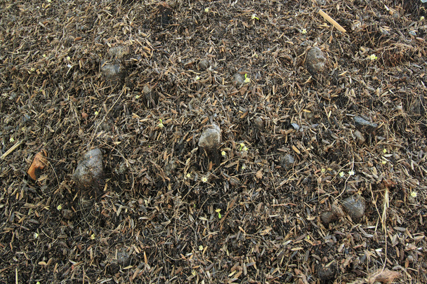 soil in garden with dry grass - Photo, Image