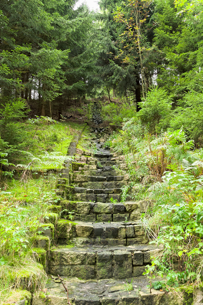 Stone stairs in the forest - Fotoğraf, Görsel