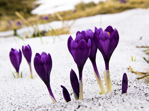 雪、春の風景で花紫のクロッカス - 写真・画像