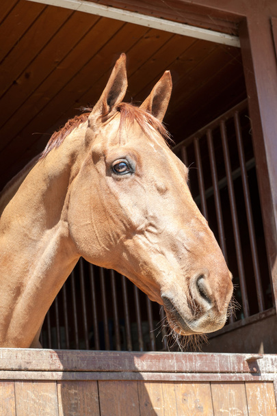 Telivér pezsgő színű ló portré. Kép a szabadban. - Fotó, kép