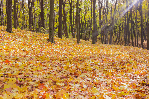 Ormana düşen yapraklar - Fotoğraf, Görsel