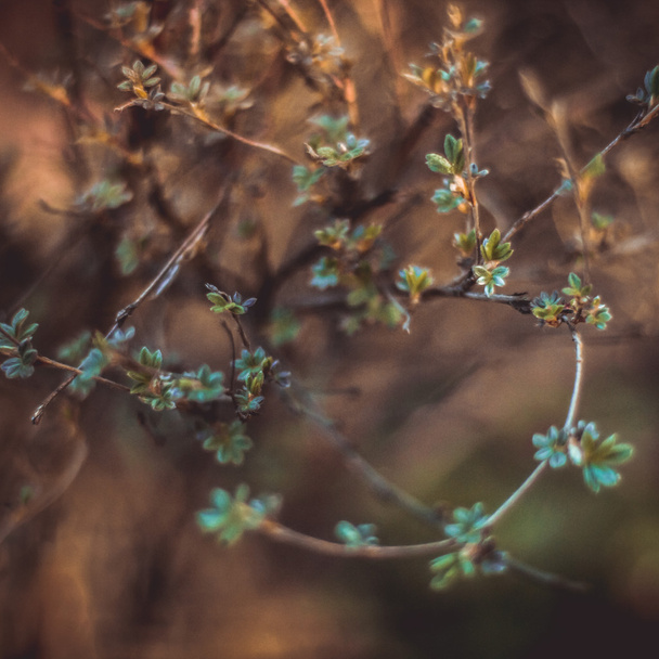 twig with young leaves - Foto, Imagen