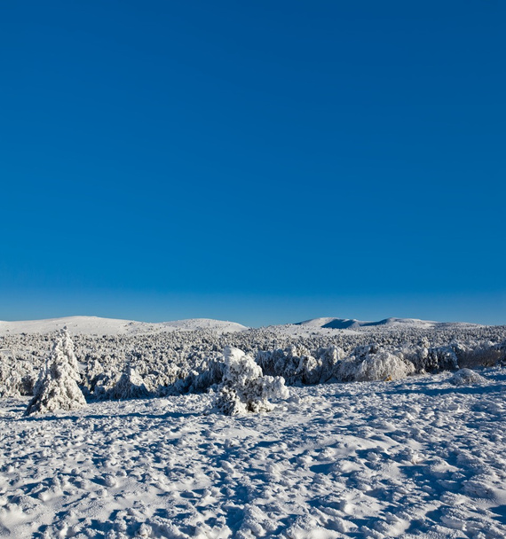 Winter snowbound plain - Фото, изображение