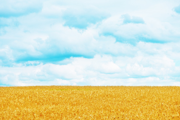 wheat field  in Crimea - Photo, Image