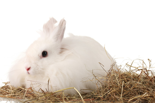Fluffy white rabbit in a haystack isolated on white - Zdjęcie, obraz