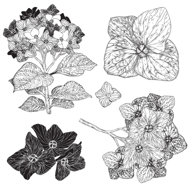 set of blooming hydrangea, black and white - Vector, Image