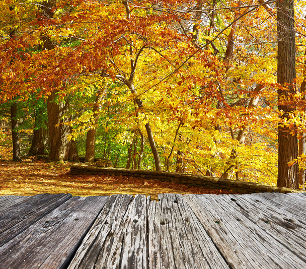 Осенняя сцена в Летчвортском государственном парке
 - Фото, изображение