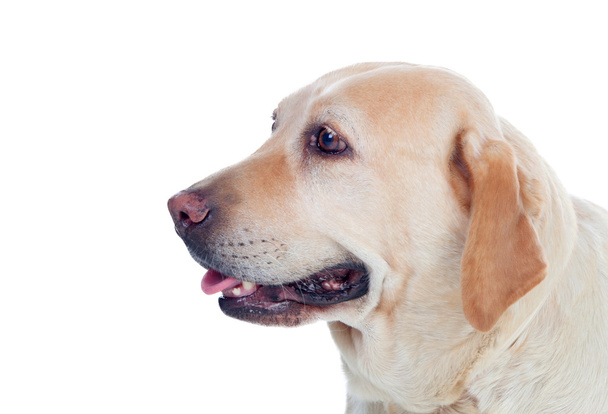 Гарний золотий лабрадор собака
 - Фото, зображення