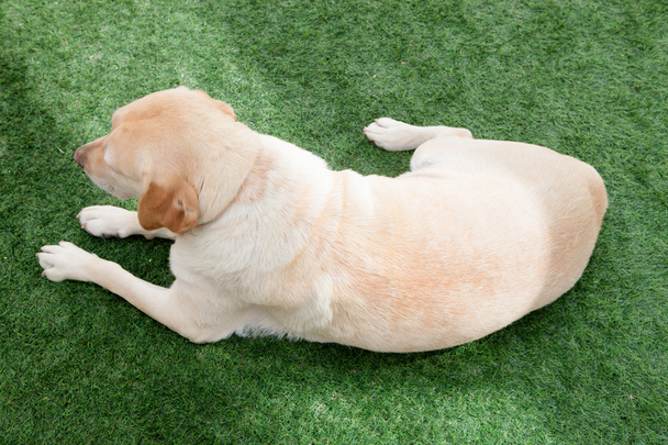 cão labrador deitado na grama
 - Foto, Imagem
