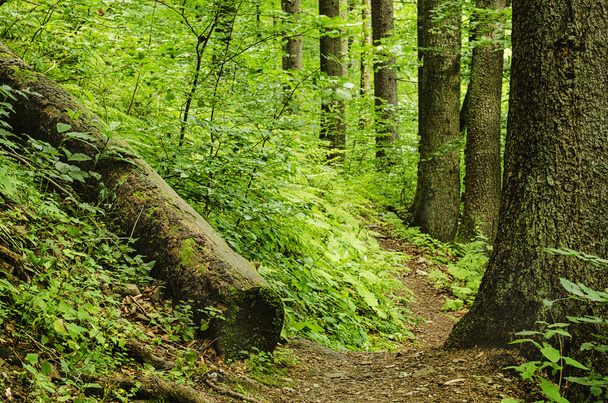 El sendero en un bosque
 - Foto, imagen