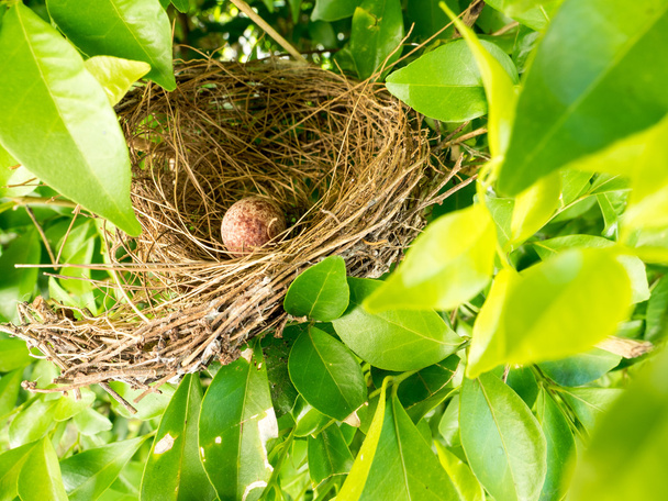 Vogelnest auf Ast mit niedlichen braunen Eiern innen - Foto, Bild