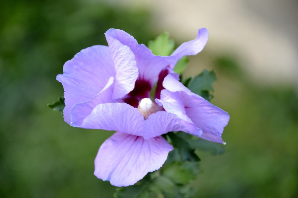 Κοινή λουλούδι Ζεφ γ. - Φωτογραφία, εικόνα