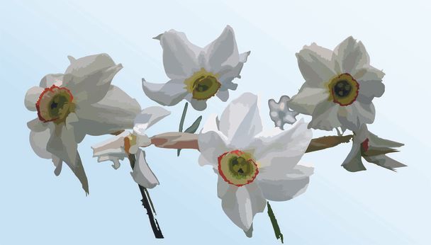 kwiat Narcyz - Zdjęcie, obraz