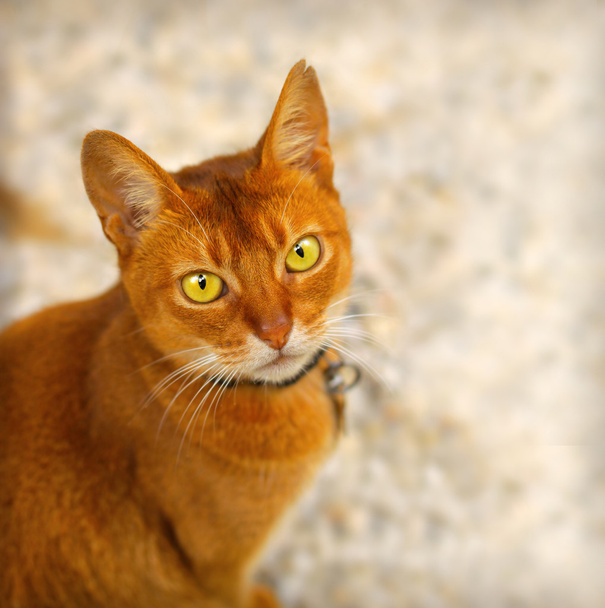 Vörös macska - Fotó, kép