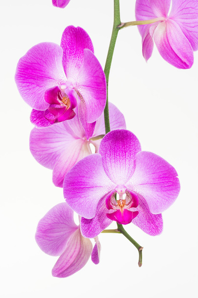 Les orchidées de teigne pourpre ferment
 - Photo, image