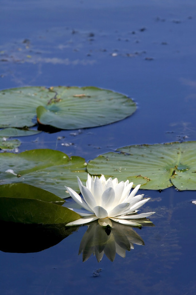 Lotus flower - Photo, image