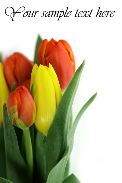 kartka pocztowa tulipany - Zdjęcie, obraz