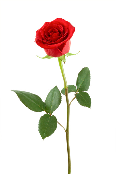 Jedna červená růže. - Fotografie, Obrázek