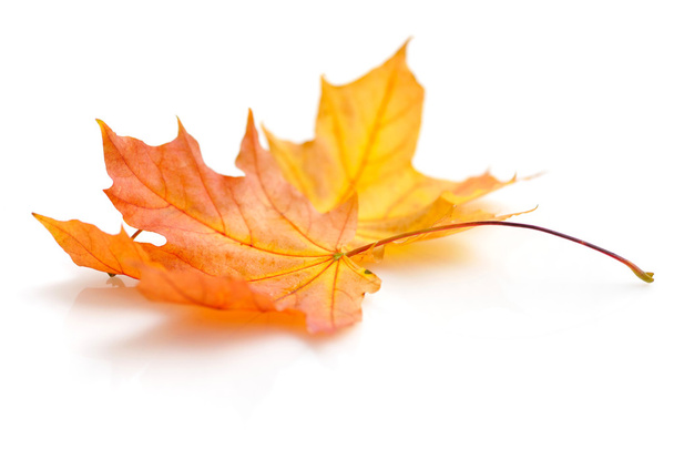 Autumn maple leaves isolated on white background - Photo, Image