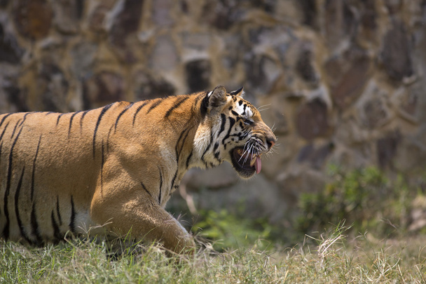 Portrét chodící muž tygra - Fotografie, Obrázek